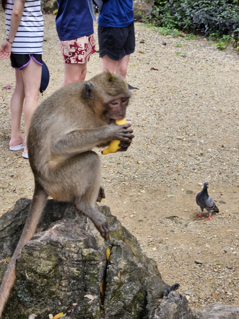 phuket thailanda excursie james bond monkey cave